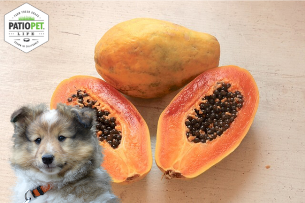 Can Dogs Eat Papaya?