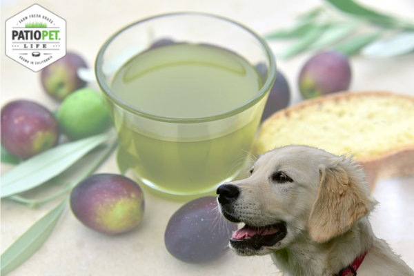 Can Dogs Eat Olives?