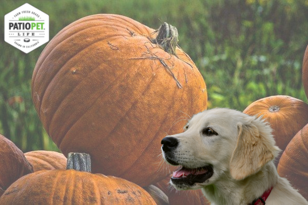Can Dogs Eat Squash Safely?