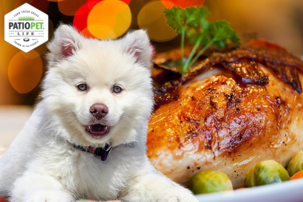 Can Dogs Eat Turkey?